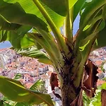 Attic Bay - Cozy With Sea View * Camara de Lobos